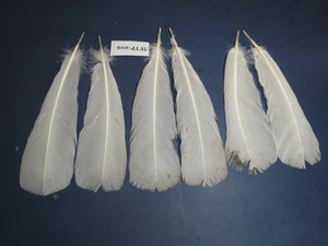 3 PairS Of White Turkey Tail Feathers, Fly Tying Materials,Real Feathers. (WTP-019)