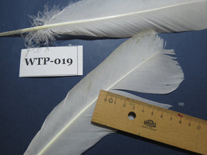 3 PairS Of White Turkey Tail Feathers, Fly Tying Materials,Real Feathers. (WTP-019)
