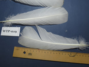 3 PairS Of White Turkey Tail Feathers, Fly Tying Materials,Real Feathers. (WTP-019)