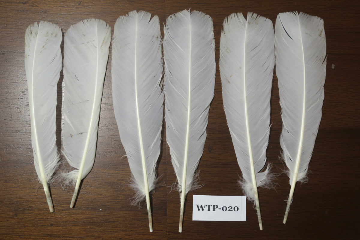 3 PairS Of White Turkey Tail Feathers, Fly Tying Materials,Real Feathers. (WTP-020)