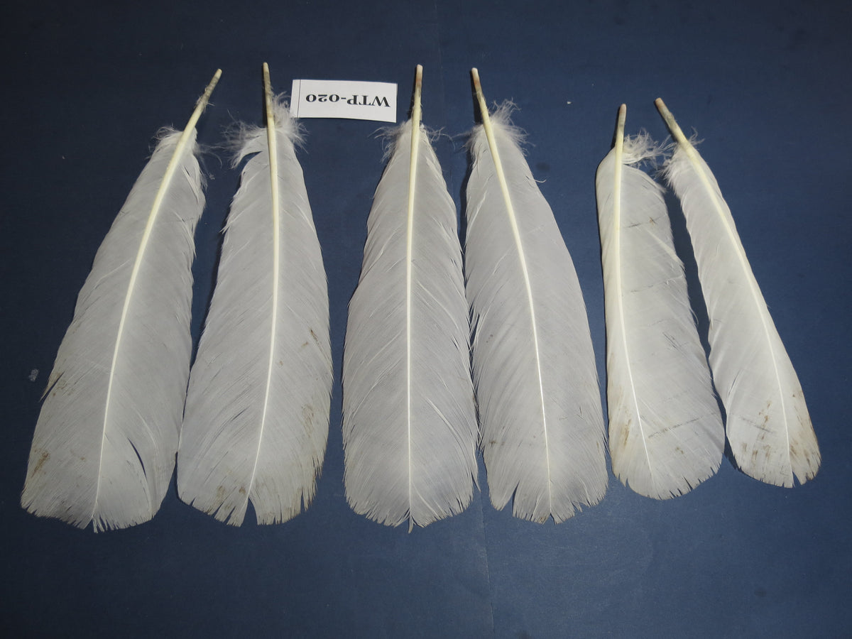 3 PairS Of White Turkey Tail Feathers, Fly Tying Materials,Real Feathers. (WTP-020)