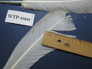 3 PairS Of White Turkey Tail Feathers, Fly Tying Materials,Real Feathers. (WTP-020)