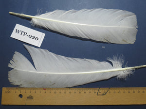 3 PairS Of White Turkey Tail Feathers, Fly Tying Materials,Real Feathers. (WTP-020)