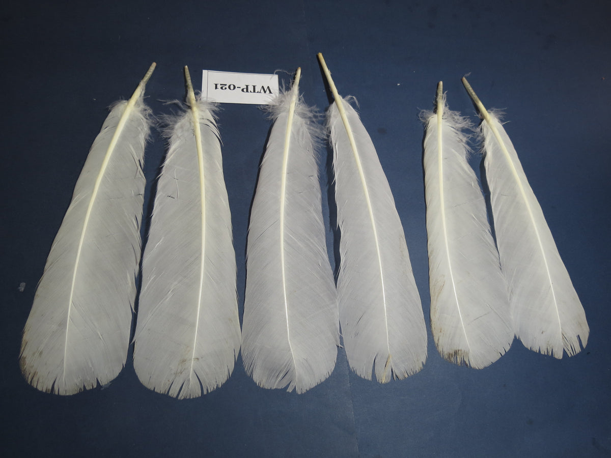 3 PairS Of White Turkey Tail Feathers, Fly Tying Materials,Real Feathers. (WTP-021)