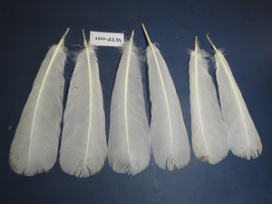 3 PairS Of White Turkey Tail Feathers, Fly Tying Materials,Real Feathers. (WTP-021)