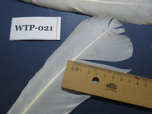3 PairS Of White Turkey Tail Feathers, Fly Tying Materials,Real Feathers. (WTP-021)