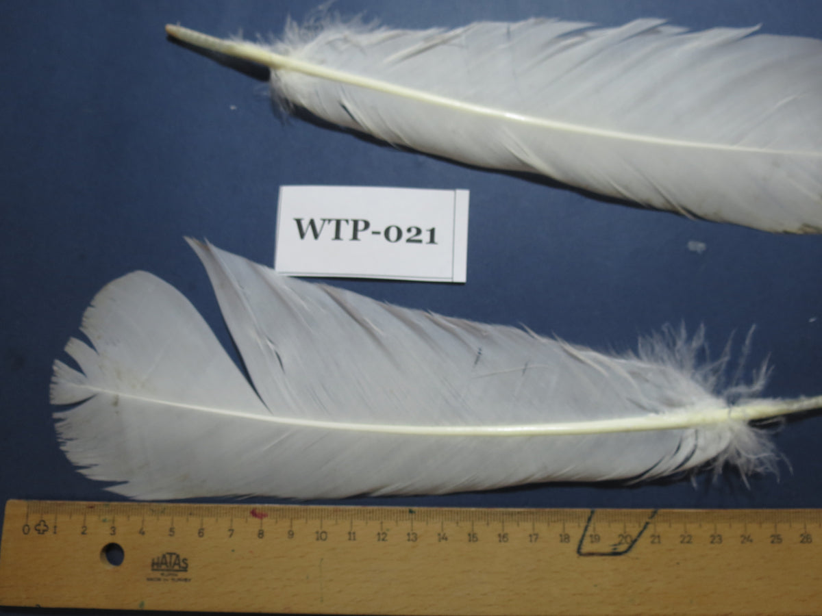 3 PairS Of White Turkey Tail Feathers, Fly Tying Materials,Real Feathers. (WTP-021)