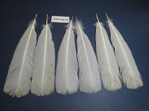 3 PairS Of White Turkey Tail Feathers, Turkey Feathers,Fly Tying Material,Craft Feathers,Natural Feathers (WTP-022)