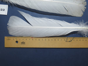 3 PairS Of White Turkey Tail Feathers, Turkey Feathers,Fly Tying Material,Craft Feathers,Natural Feathers (WTP-022)