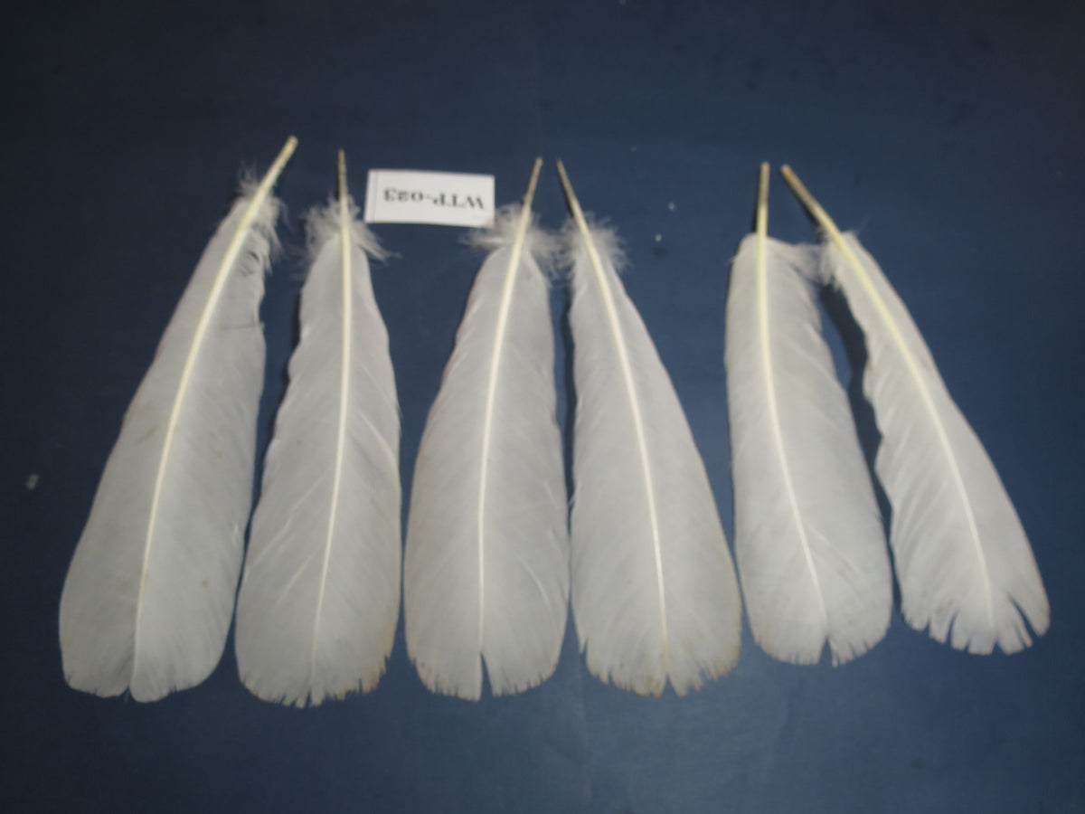 3 PairS Of White Turkey Tail Feathers, Fly Tying Materials,Real Feathers. (WTP-023)