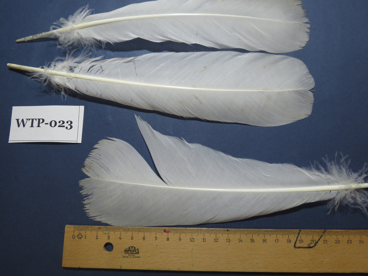 3 PairS Of White Turkey Tail Feathers, Fly Tying Materials,Real Feathers. (WTP-023)