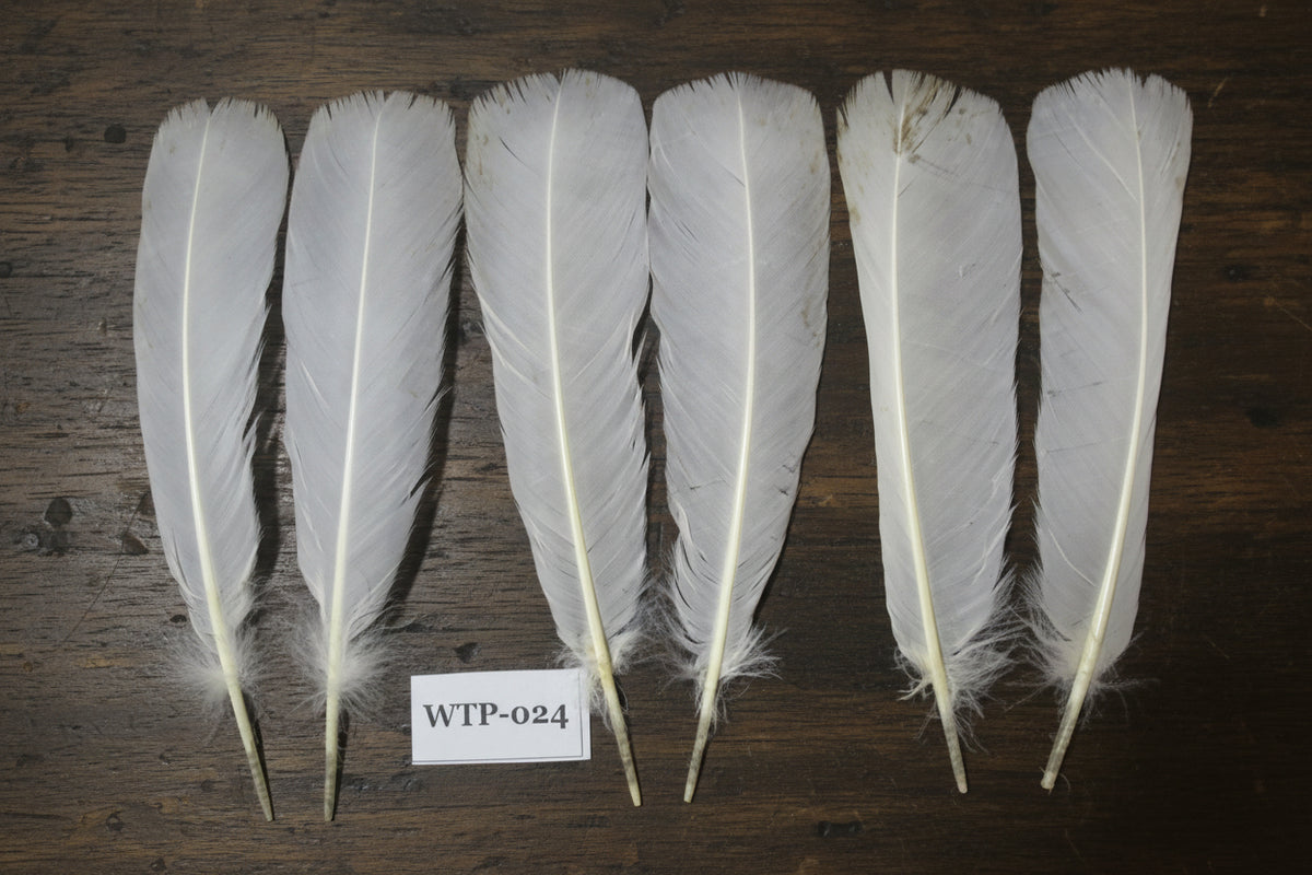 3 PairS Of White Turkey Tail Feathers, Fly Tying Materials,Real Feathers. (WTP-024)