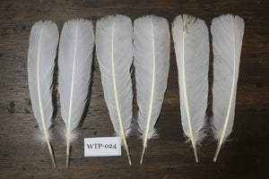 3 PairS Of White Turkey Tail Feathers, Fly Tying Materials,Real Feathers. (WTP-024)