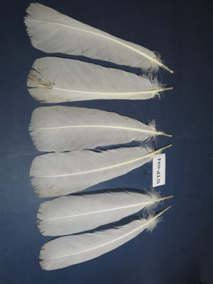 3 PairS Of White Turkey Tail Feathers, Fly Tying Materials,Real Feathers. (WTP-024)