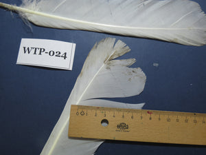 3 PairS Of White Turkey Tail Feathers, Fly Tying Materials,Real Feathers. (WTP-024)