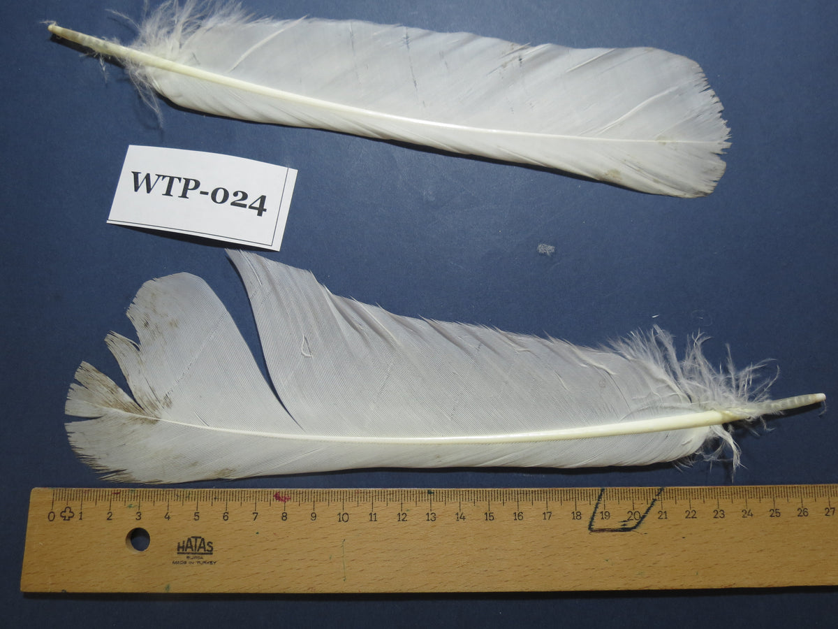 3 PairS Of White Turkey Tail Feathers, Fly Tying Materials,Real Feathers. (WTP-024)