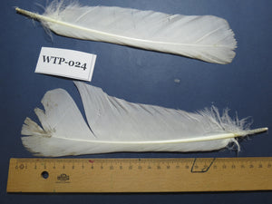 3 PairS Of White Turkey Tail Feathers, Fly Tying Materials,Real Feathers. (WTP-024)
