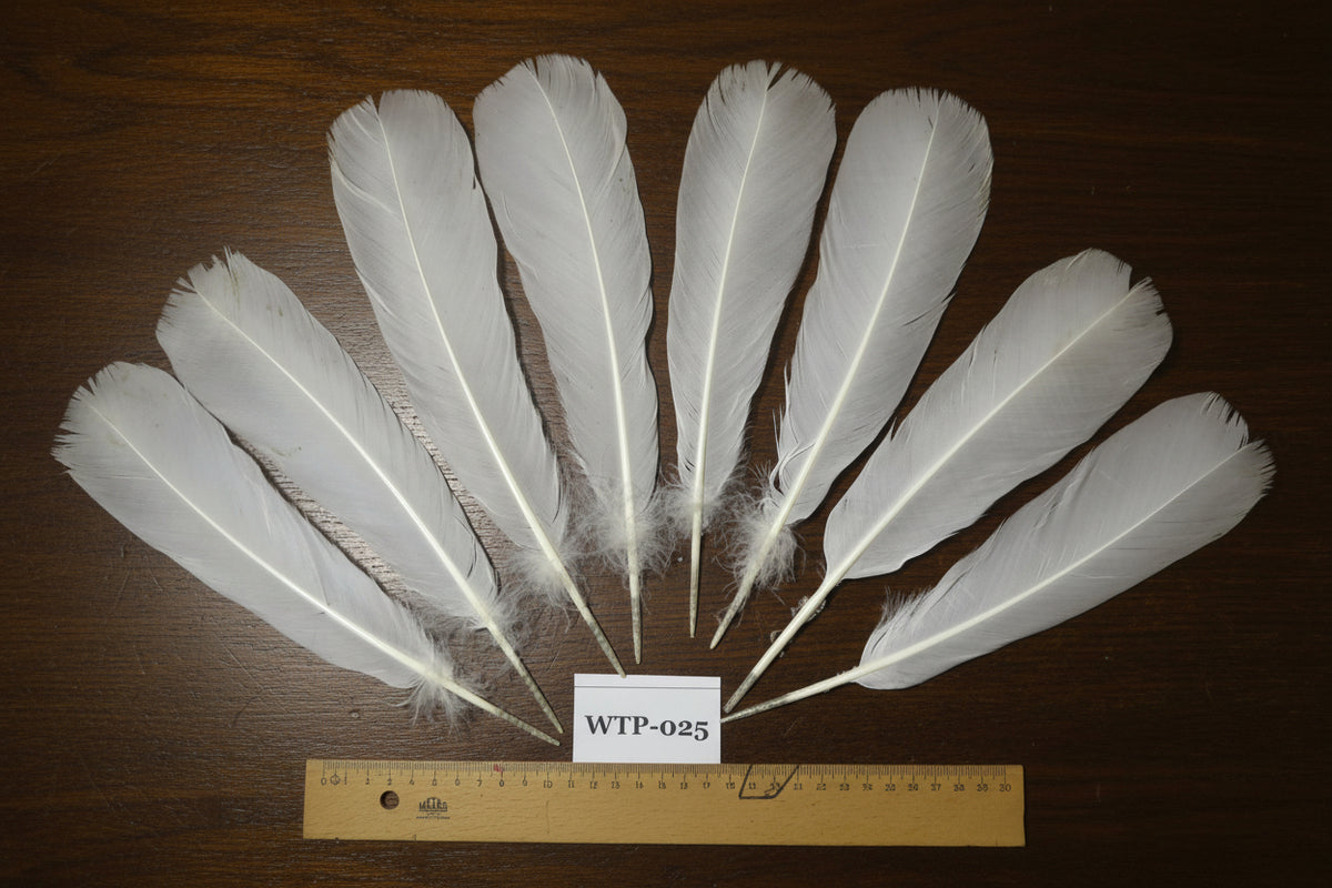 4 PairS Of White Turkey Tail Feathers, Fly Tying Materials,Real Feathers. (WTP-025)
