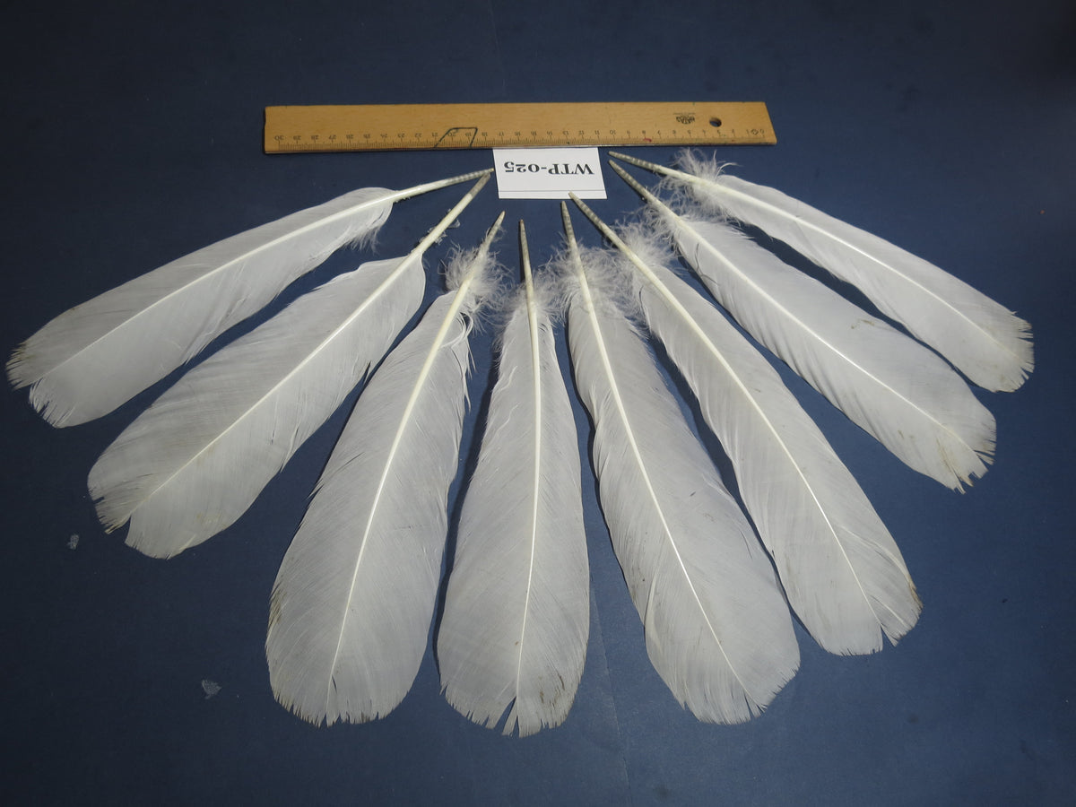 4 PairS Of White Turkey Tail Feathers, Fly Tying Materials,Real Feathers. (WTP-025)