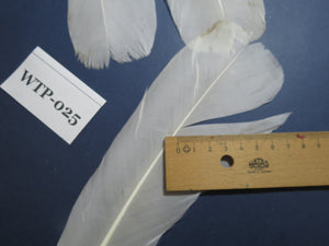 4 PairS Of White Turkey Tail Feathers, Fly Tying Materials,Real Feathers. (WTP-025)
