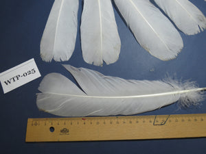 4 PairS Of White Turkey Tail Feathers, Fly Tying Materials,Real Feathers. (WTP-025)