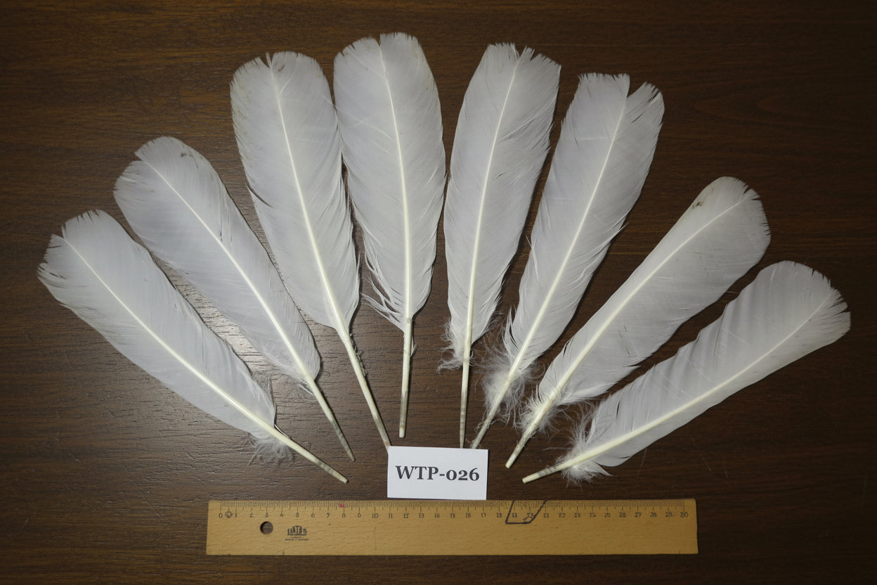 4 PairS Of White Turkey Tail Feathers, Fly Tying Materials,Real Feathers. (WTP-026)