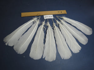 4 PairS Of White Turkey Tail Feathers, Fly Tying Materials,Real Feathers. (WTP-028)
