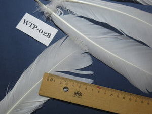 4 PairS Of White Turkey Tail Feathers, Fly Tying Materials,Real Feathers. (WTP-028)