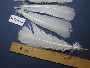 4 PairS Of White Turkey Tail Feathers, Fly Tying Materials,Real Feathers. (WTP-028)