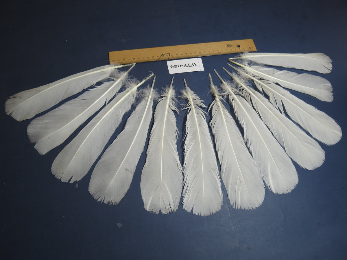 6 PairS Of White Turkey Tail Feathers, Fly Tying Materials,Real Feathers. (WTP-029)