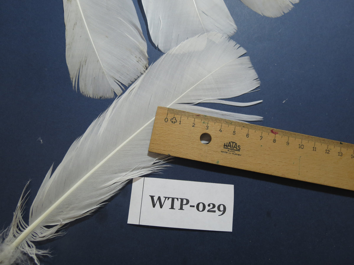 6 PairS Of White Turkey Tail Feathers, Fly Tying Materials,Real Feathers. (WTP-029)