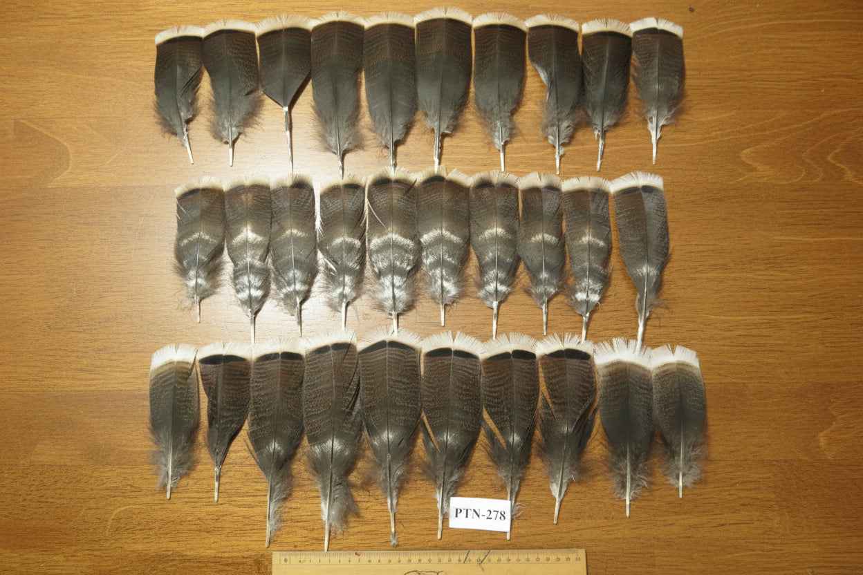 30 Pcs Natural Turkey Pre-Tail Feathers, Fly Tying Materials,Turkey Feathers (PTN-278)