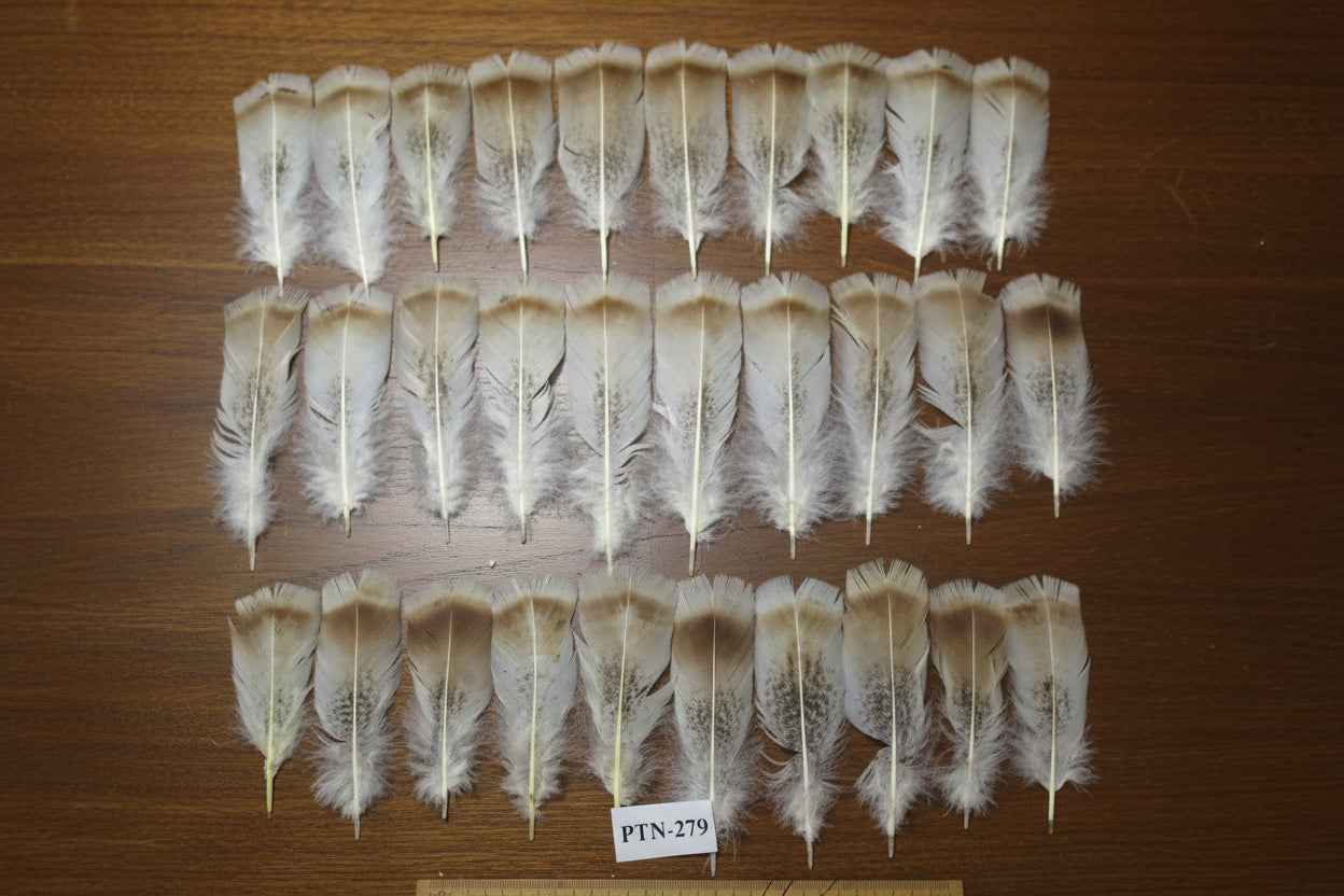 30 Pcs Natural Turkey Pre-Tail Feathers, Fly Tying Materials,Turkey Feathers (PTN-279)