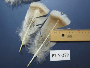 30 Pcs Natural Turkey Pre-Tail Feathers, Fly Tying Materials,Turkey Feathers (PTN-279)