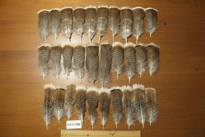 30 Pcs Natural Turkey Pre-Tail Feathers, Fly Tying Materials,Turkey Feathers (PTN-280)