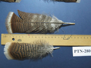 30 Pcs Natural Turkey Pre-Tail Feathers, Fly Tying Materials,Turkey Feathers (PTN-280)