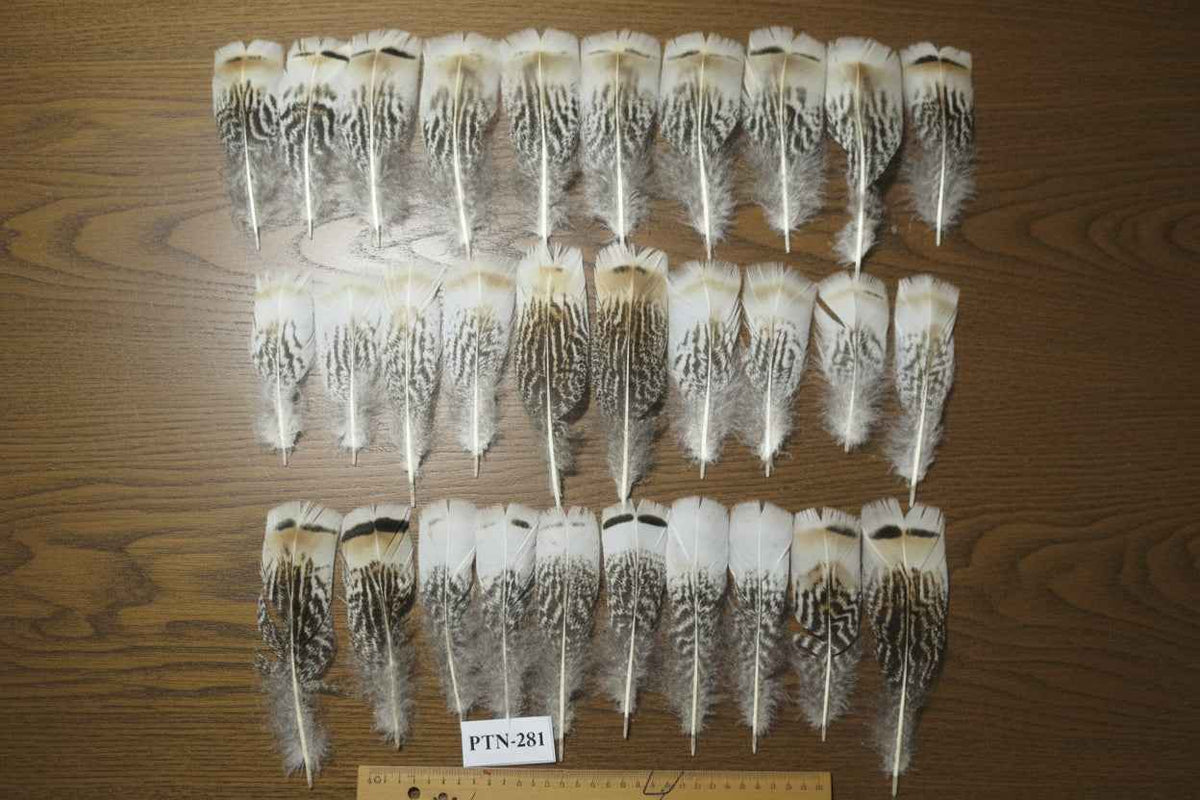 30 Pcs Natural Turkey Pre-Tail Feathers, Fly Tying Materials,Turkey Feathers (PTN-281)