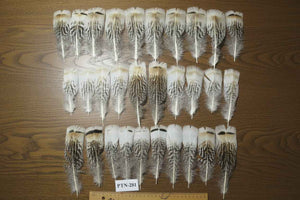 30 Pcs Natural Turkey Pre-Tail Feathers, Fly Tying Materials,Turkey Feathers (PTN-281)