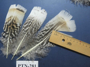 30 Pcs Natural Turkey Pre-Tail Feathers, Fly Tying Materials,Turkey Feathers (PTN-281)