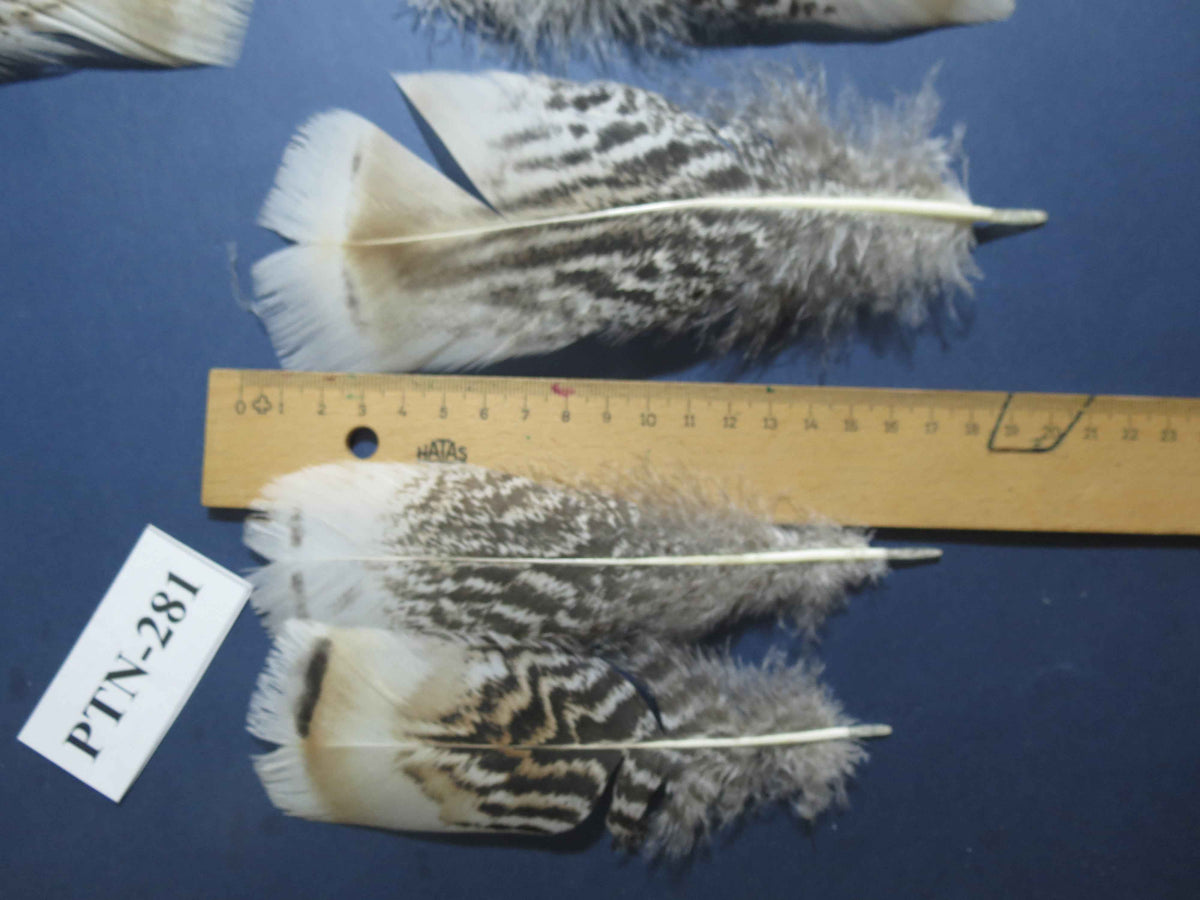 30 Pcs Natural Turkey Pre-Tail Feathers, Fly Tying Materials,Turkey Feathers (PTN-281)
