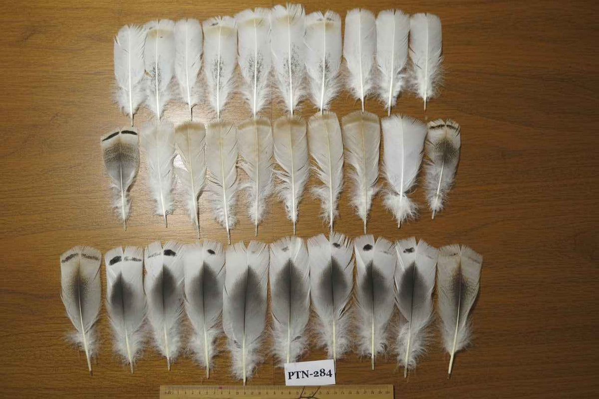 30 Pcs Natural Turkey Pre-Tail Feathers, Fly Tying Materials,Turkey Feathers (PTN-284)