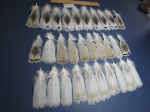30 Pcs Natural Turkey Pre-Tail Feathers, Fly Tying Materials,Turkey Feathers (PTN-284)