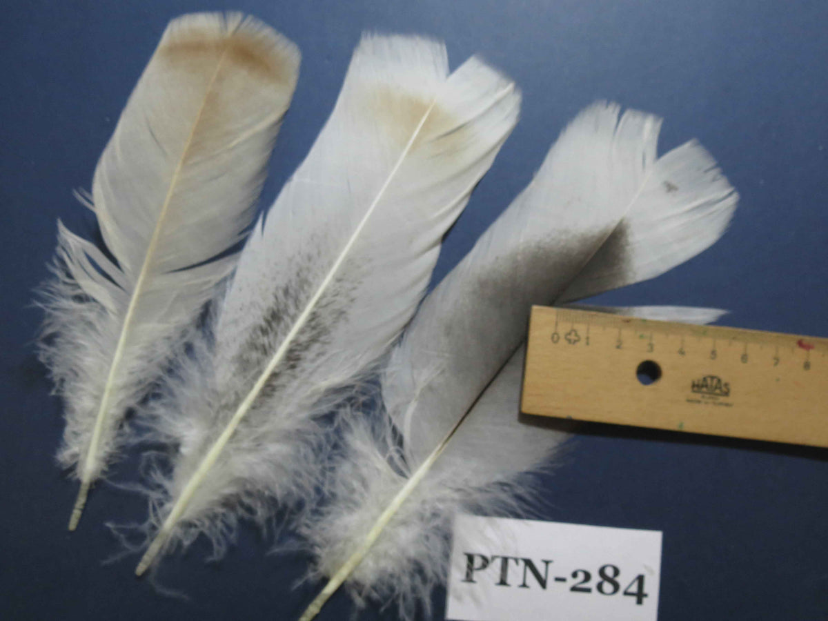 30 Pcs Natural Turkey Pre-Tail Feathers, Fly Tying Materials,Turkey Feathers (PTN-284)