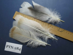 30 Pcs Natural Turkey Pre-Tail Feathers, Fly Tying Materials,Turkey Feathers (PTN-284)