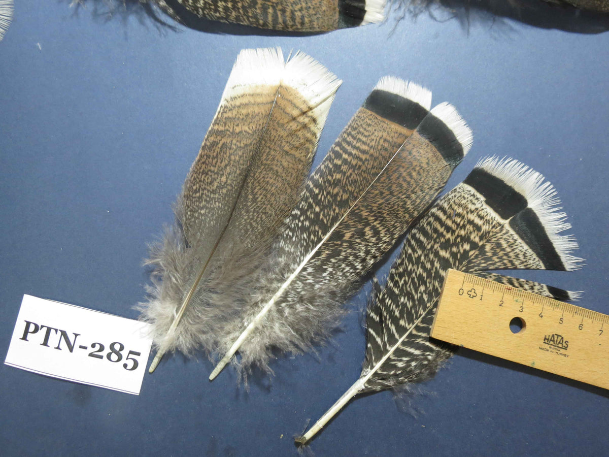30 Pcs Natural Turkey Pre-Tail Feathers, Fly Tying Materials,Turkey Feathers (PTN-285)