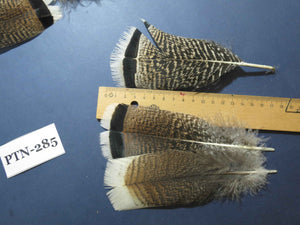 30 Pcs Natural Turkey Pre-Tail Feathers, Fly Tying Materials,Turkey Feathers (PTN-285)