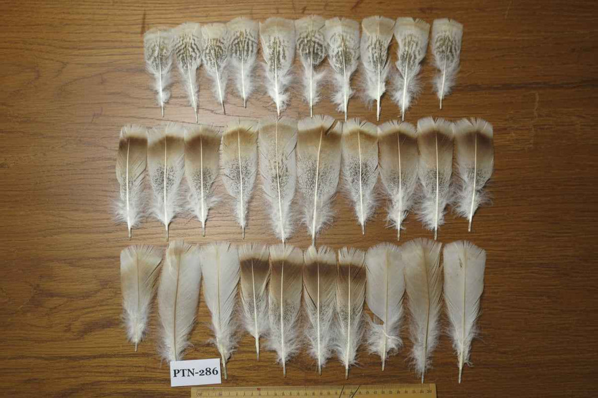 30 Pcs Natural Turkey Pre-Tail Feathers, Fly Tying Materials,Turkey Feathers (PTN-286)