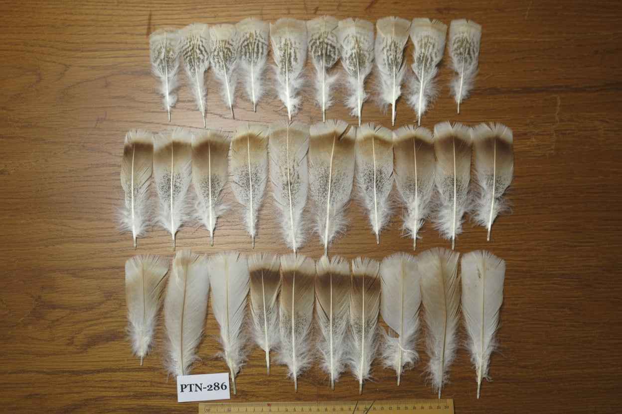 30 Pcs Natural Turkey Pre-Tail Feathers, Fly Tying Materials,Turkey Feathers (PTN-286)