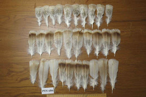 30 Pcs Natural Turkey Pre-Tail Feathers, Fly Tying Materials,Turkey Feathers (PTN-286)