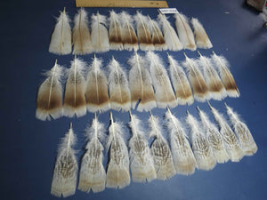 30 Pcs Natural Turkey Pre-Tail Feathers, Fly Tying Materials,Turkey Feathers (PTN-286)